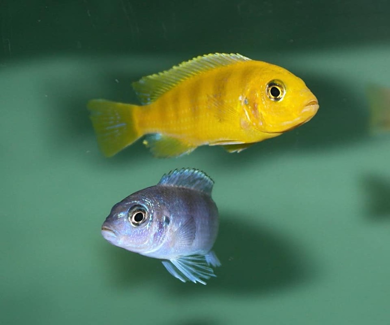 Maylandia lombardoi 'Nkhomo Reef'